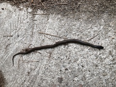 Hebius vibakari
