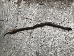 Hebius vibakari
