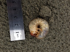Pericoptus