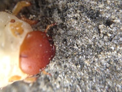 Pericoptus