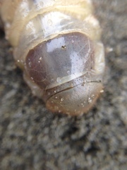 Pericoptus