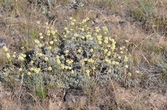 Eriogonum douglasii