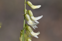 Astragalus filipes
