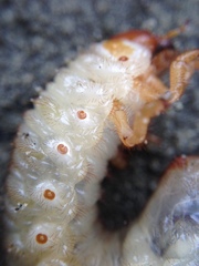 Pericoptus