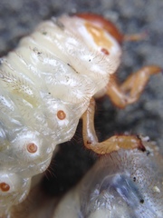 Pericoptus