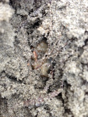 Pericoptus