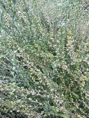 Lepidium sativum iNat (2)