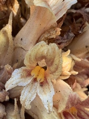 Aphyllon californicum feudgei