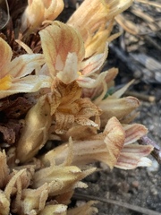 Aphyllon californicum feudgei