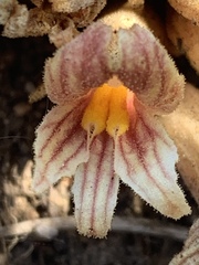 Aphyllon californicum feudgei