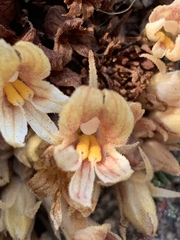 Aphyllon californicum feudgei