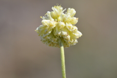 Eriogonum douglasii