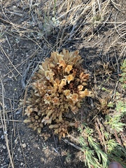 Aphyllon californicum feudgei