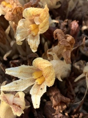 Aphyllon californicum feudgei