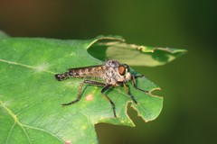 Neoitamus cyanurus