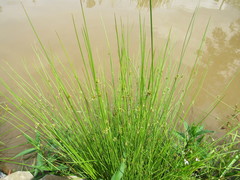 Juncus effusus pylaei