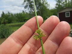 Juncus effusus pylaei
