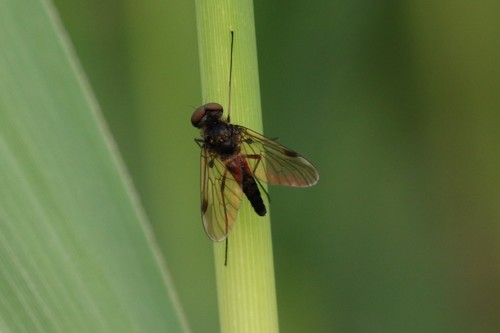 Black Snipefly, Wageningen, Nederland, photo 10 of 10