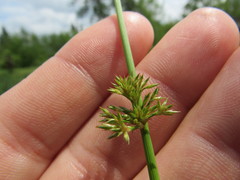 Juncus effusus pylaei