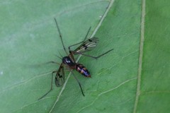 Ptychoptera contaminata