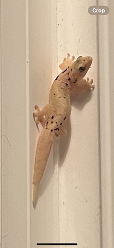 Lepidodactylus lugubris observed 2024-07-23