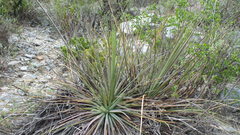 Agave striata