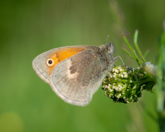 Coenonympha pamphilus