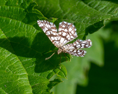 Chiasmia clathrata