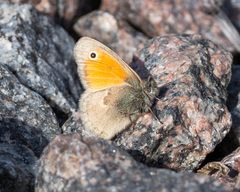 Coenonympha pamphilus
