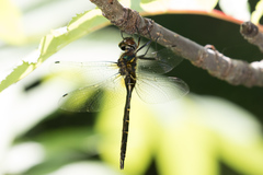 Somatochlora walshii