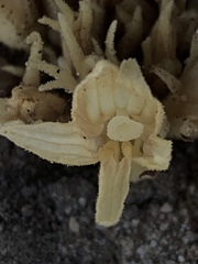 Aphyllon californicum feudgei