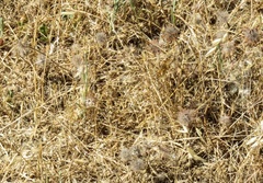 Trifolium hirtum
