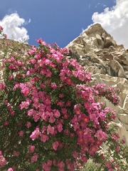 Rosa webbiana