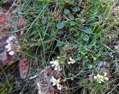 Cochlearia pyrenaica