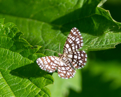 Chiasmia clathrata