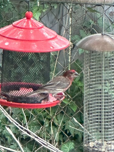 House Finch