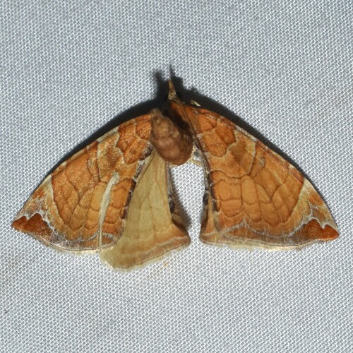 Dimorphic Eulithis Moth photo 3