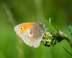 Coenonympha pamphilus