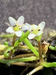 Limosella acaulis