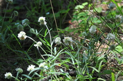 Trifolium eriocephalum
