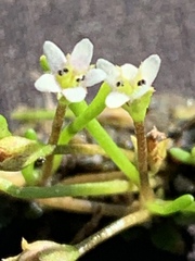 Limosella acaulis