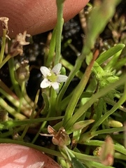 Limosella acaulis