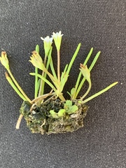 Limosella acaulis