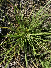 Triglochin scilloides