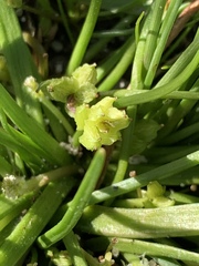 Triglochin scilloides