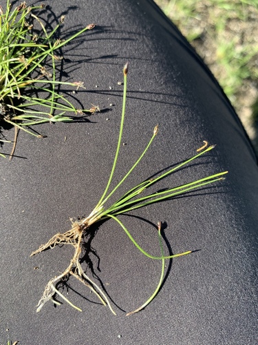 Eleocharis exigua
