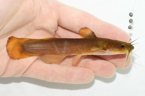 Margined madtom (Noturus insignis) — Ictaluridae — 2