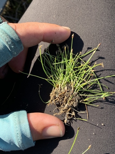 Eleocharis exigua