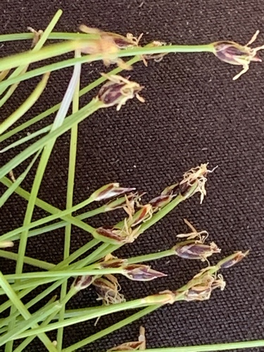 Eleocharis exigua