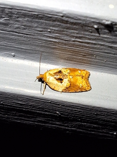 Robinson's Acleris Moth photo 5